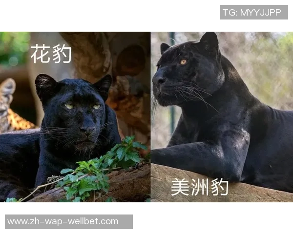 美洲虎与美洲狮的生存之争探秘与生态对比分析